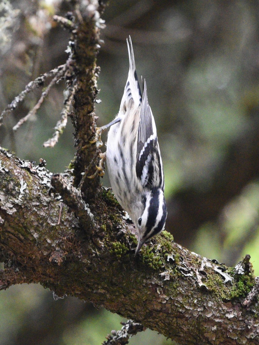 Black-and-white Warbler - Wendy Hill
