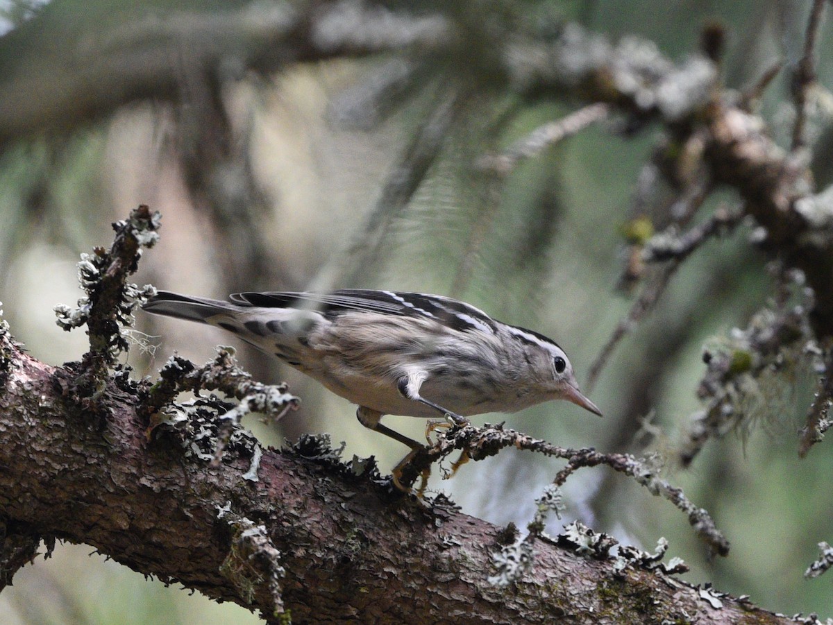 Black-and-white Warbler - Wendy Hill