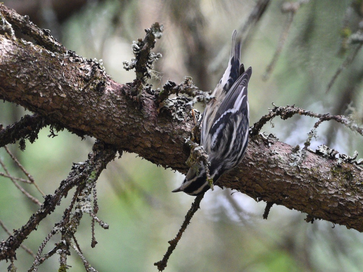 Black-and-white Warbler - ML478371161