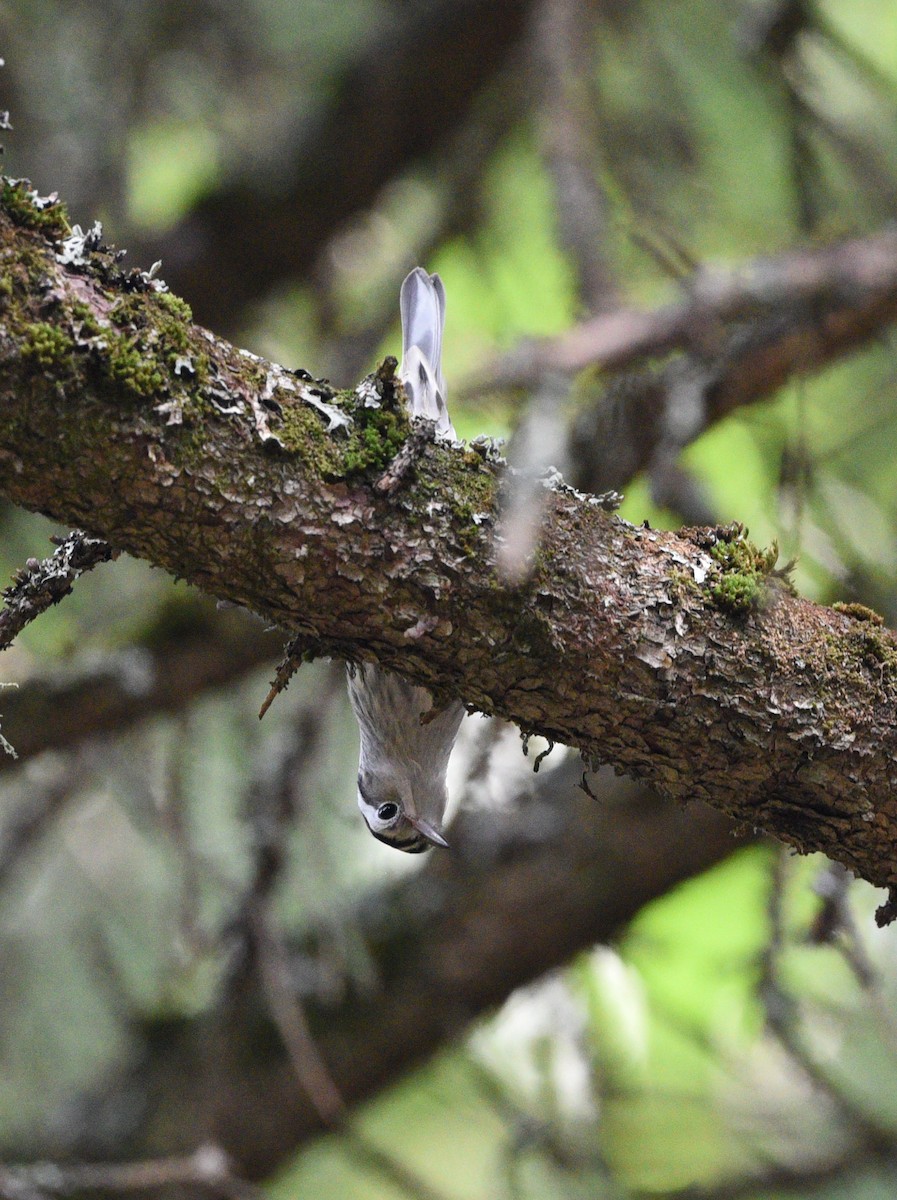 Black-and-white Warbler - ML478371171