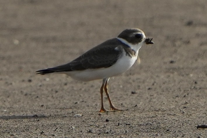Semipalmated Plover - ML478372221