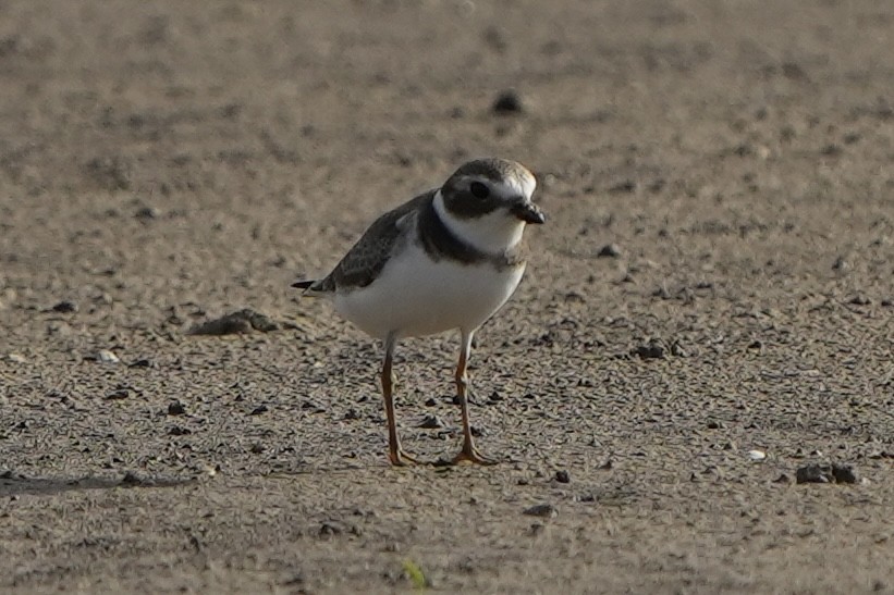 Semipalmated Plover - ML478372231