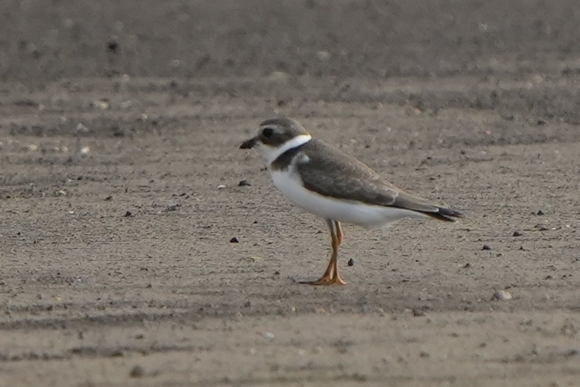 Semipalmated Plover - ML478372241