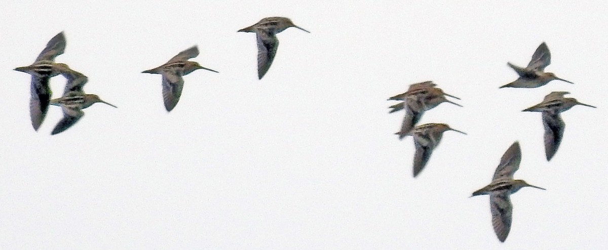 Wilson's Snipe - ML47837281