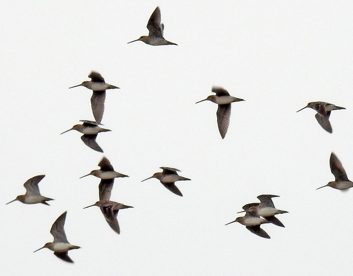 Wilson's Snipe - ML47837291