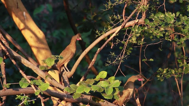 Rufous-vented Chachalaca (Rufous-tipped) - ML478373