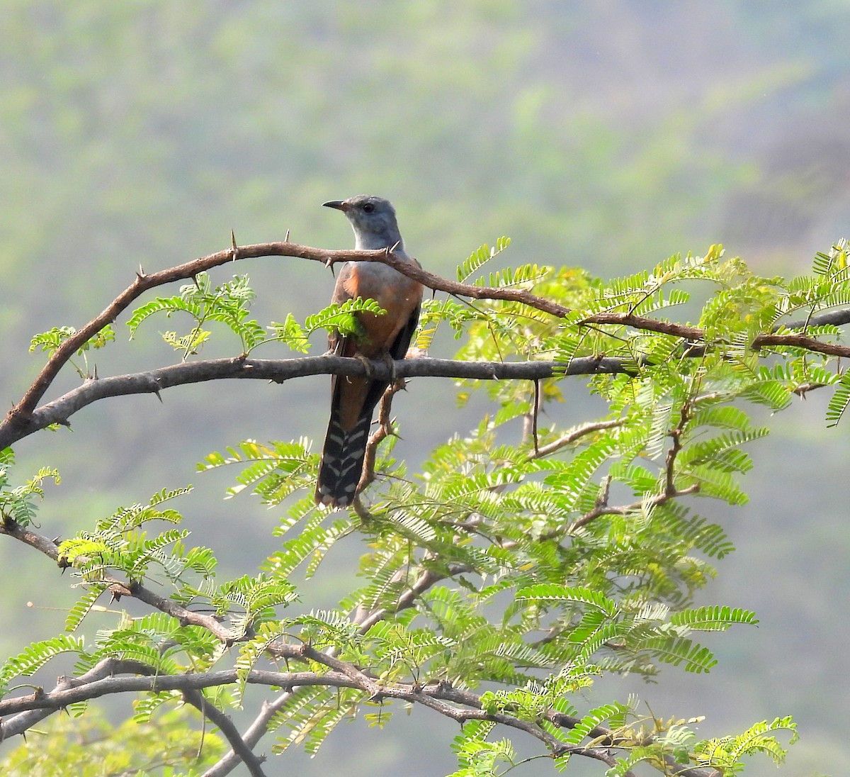 Plaintive Cuckoo - ML478376031