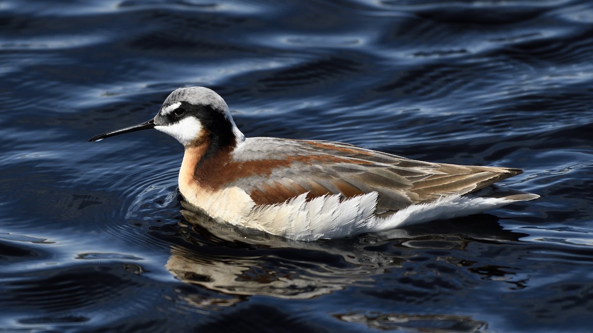 Wilson's Phalarope - Steve Butterworth