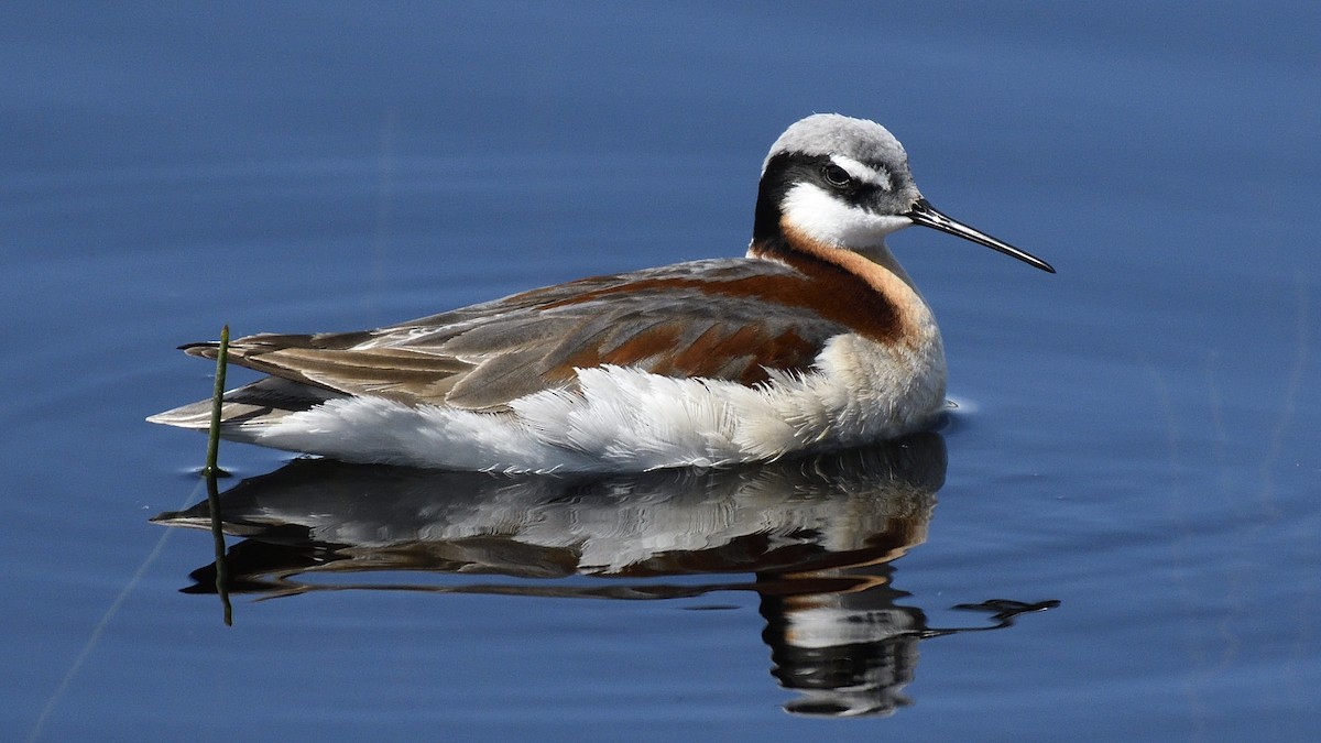 Wilson's Phalarope - Steve Butterworth