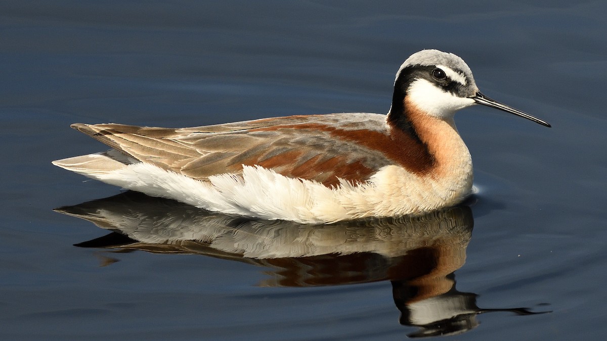 Wilson's Phalarope - Steve Butterworth