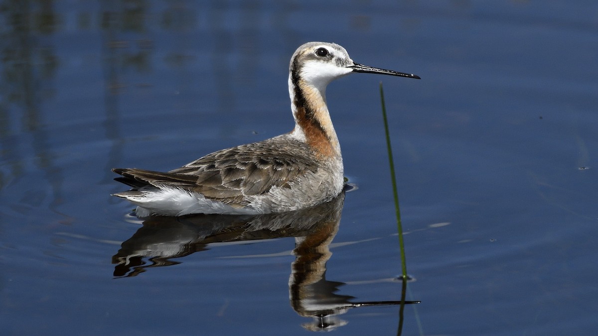 Wilson's Phalarope - Steve Butterworth