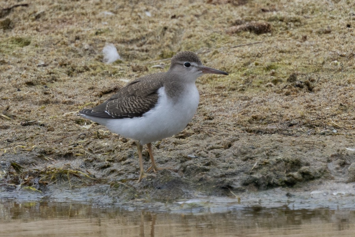 Spotted Sandpiper - Loni Ye