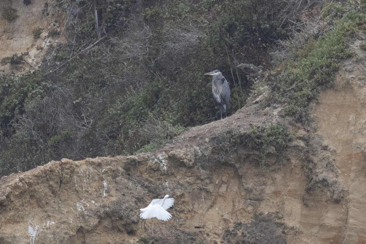 Great Blue Heron - ML478378041