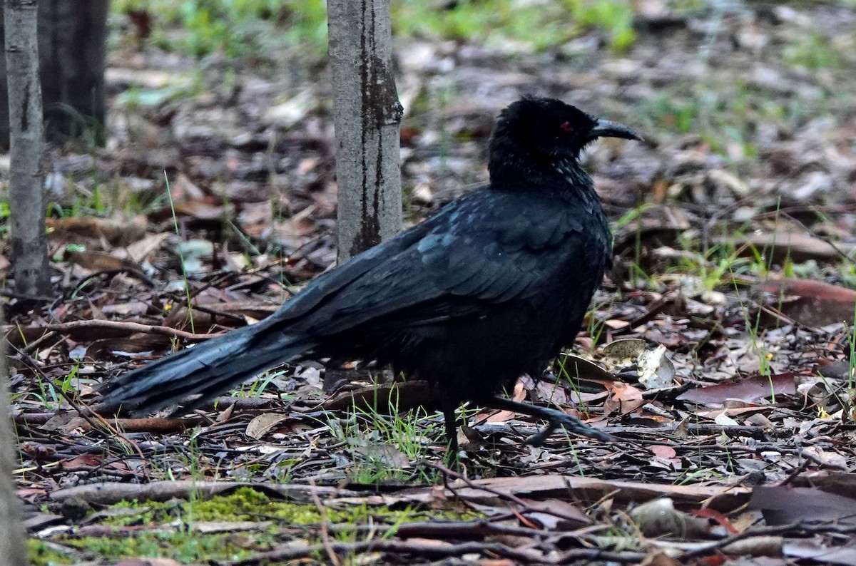 White-winged Chough - Russell Scott