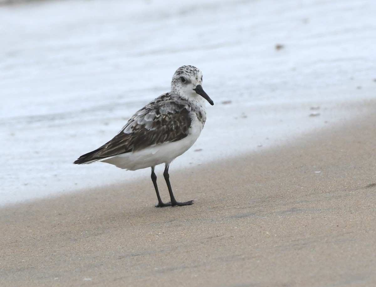 Sanderling - ML478379071