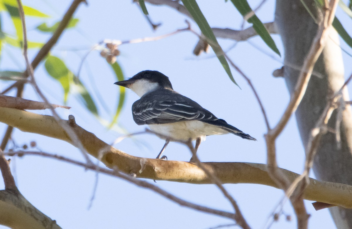 Eastern Kingbird - ML478379981