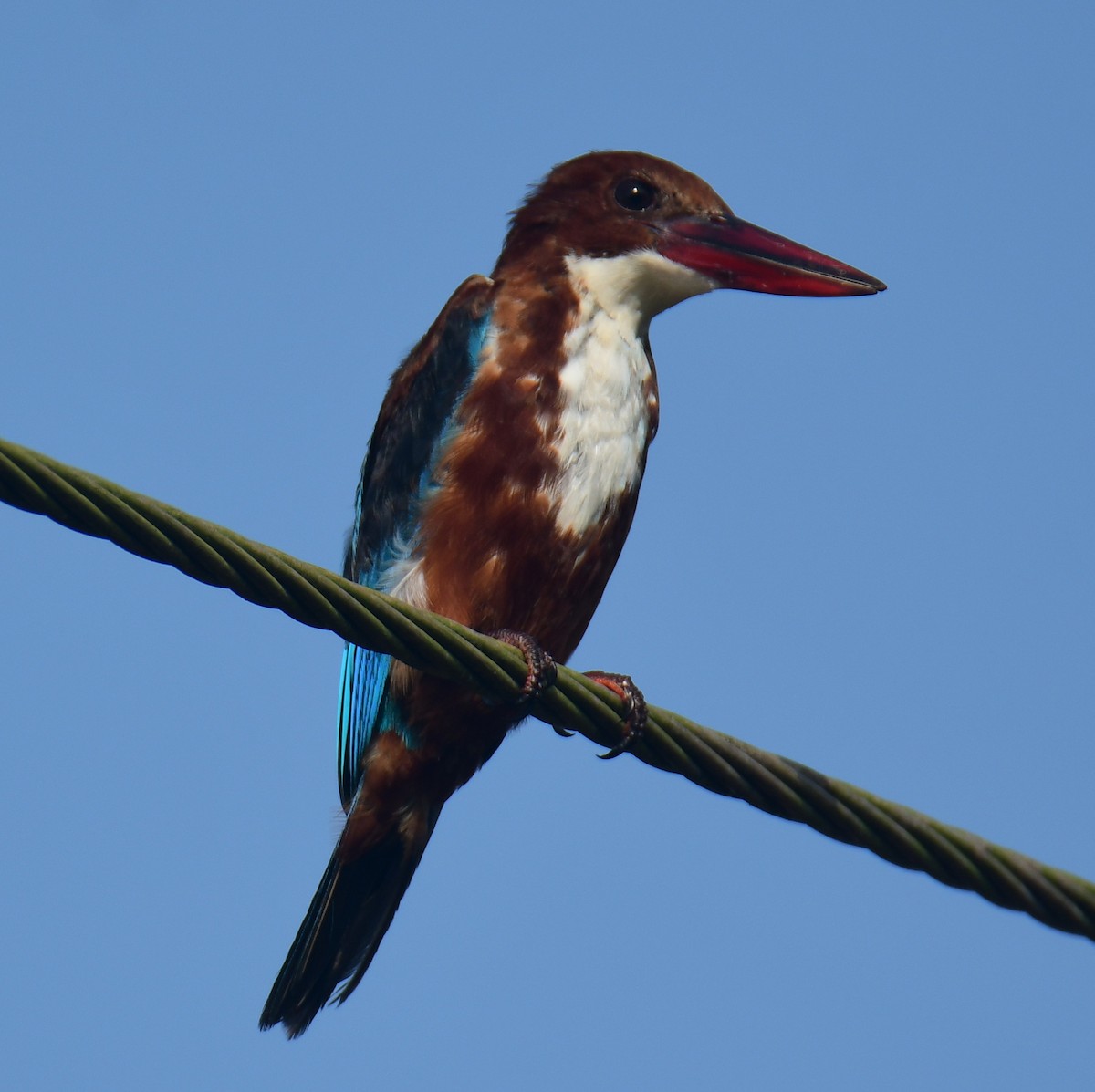White-throated Kingfisher - Mohanan Choron