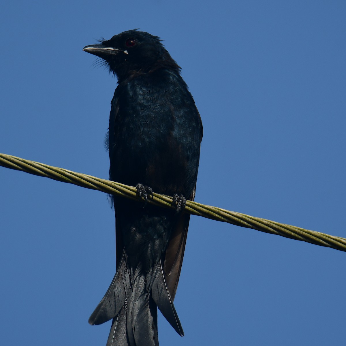 Drongo royal - ML478380881