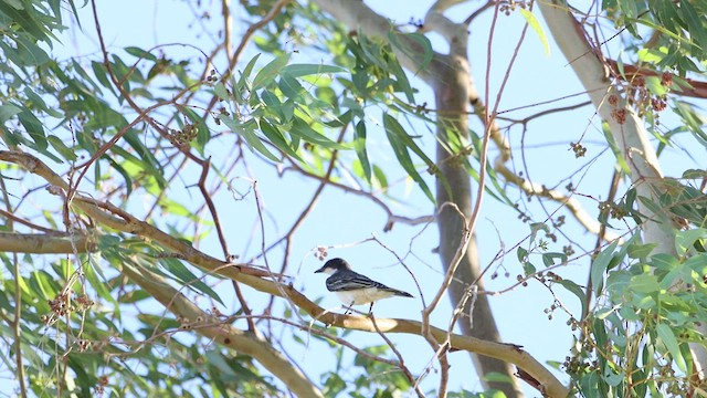 Eastern Kingbird - ML478381681