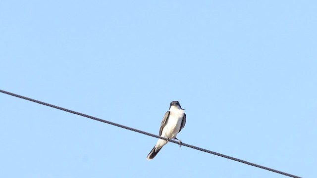 Eastern Kingbird - ML478381701