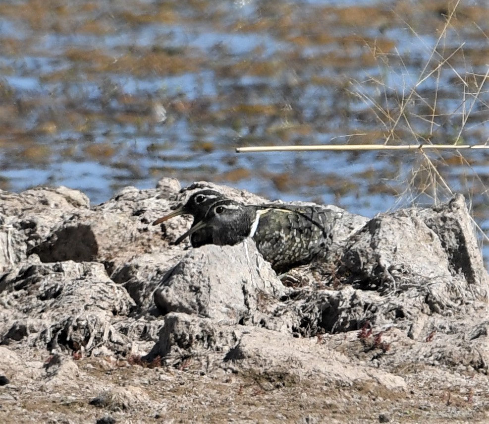 Australian Painted-Snipe - ML478381821