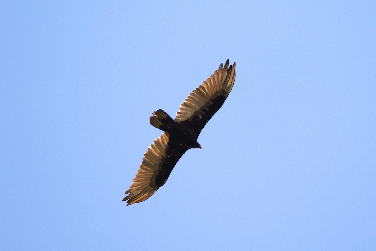 Turkey Vulture - ML478386131
