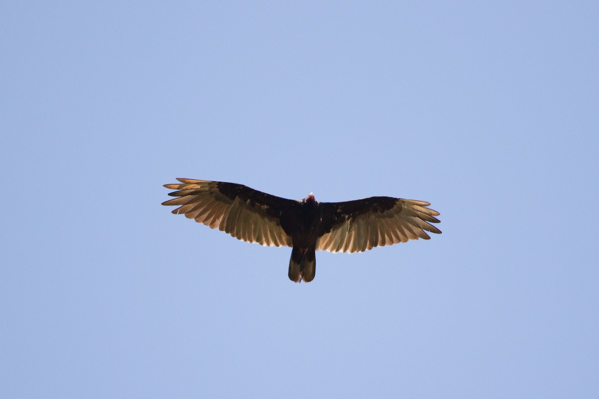 Turkey Vulture - ML478386141