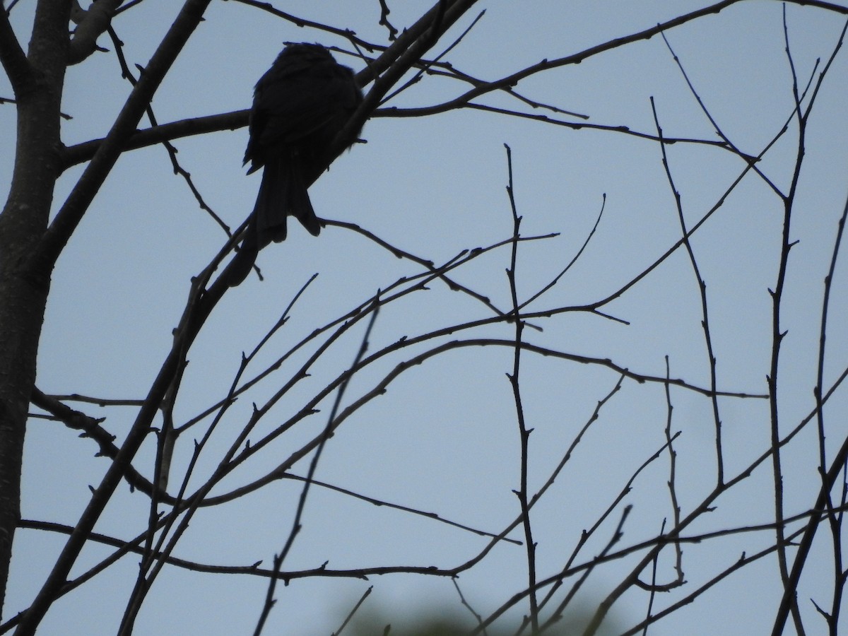 Square-tailed Drongo-Cuckoo - ML478386171