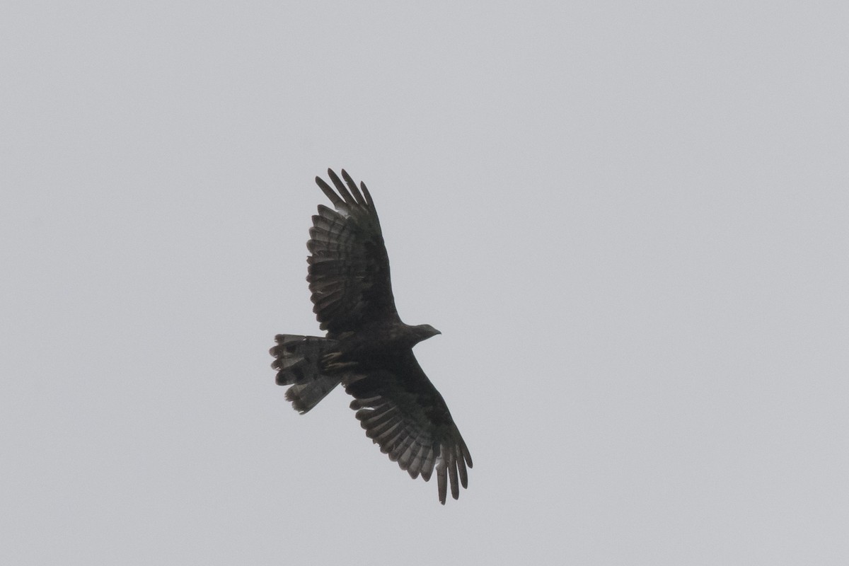 Oriental Honey-buzzard - Nazes Afroz