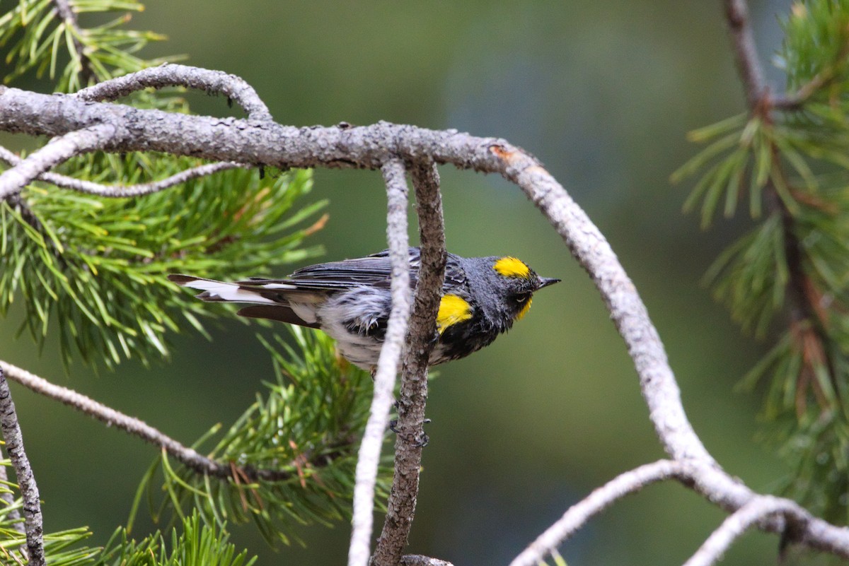 Yellow-rumped Warbler - Zsolt Semperger