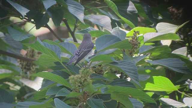 Gray-streaked Flycatcher - ML478387761