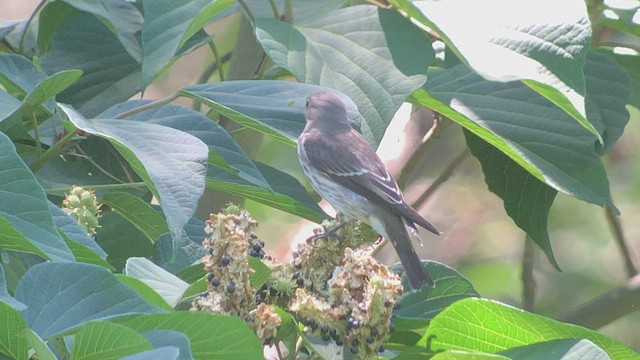 Gray-streaked Flycatcher - ML478387781