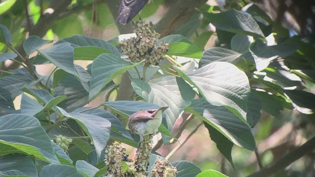 Gray-streaked Flycatcher - ML478387791