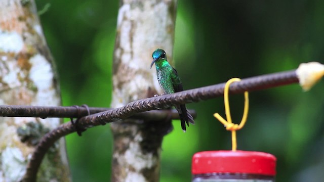 kolibřík fialovočelý - ML478388