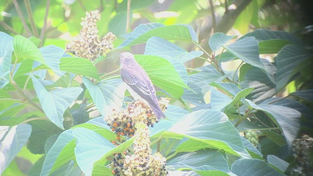 Gray-streaked Flycatcher - ML478388801