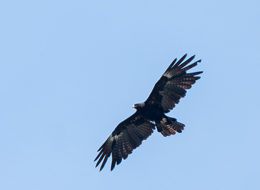 Black Eagle - ML478390381