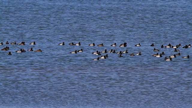Tufted Duck - ML478391