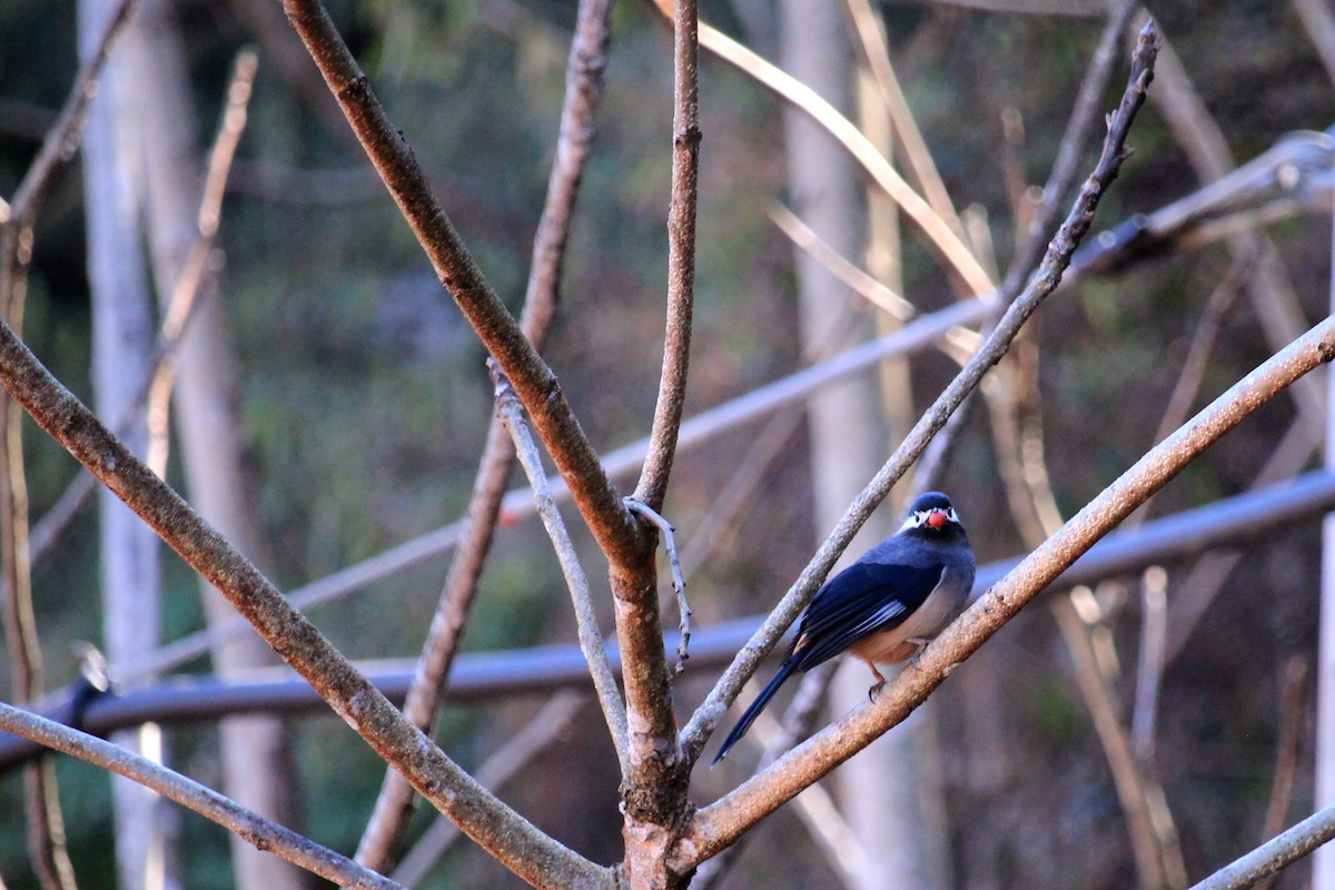 White-eared Sibia - ML478391741