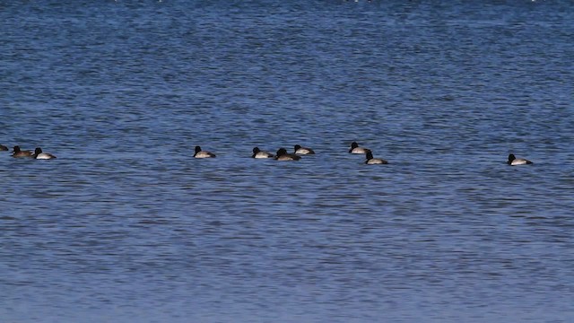 Tufted Duck - ML478392