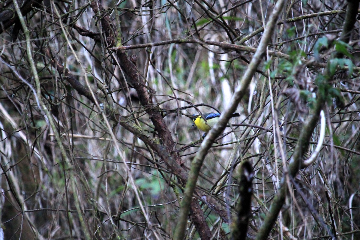 Taiwan Yellow Tit - ML478393151