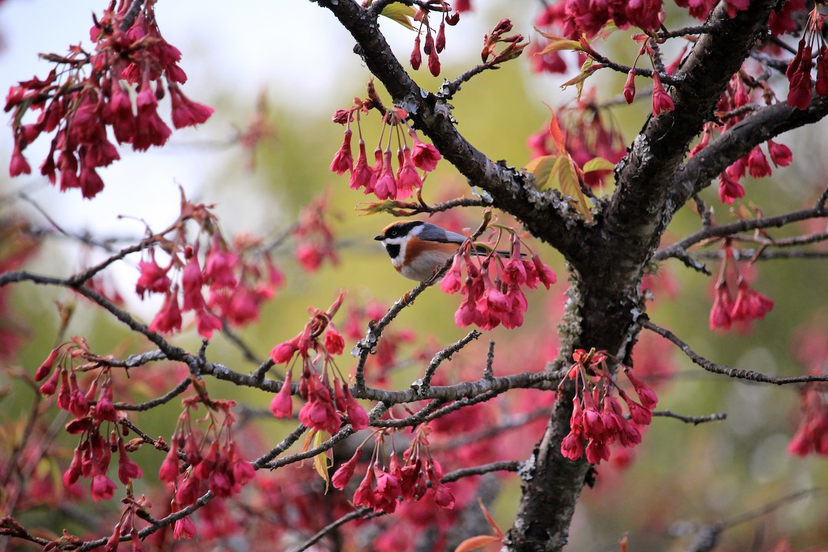 Black-throated Tit - ML478393161