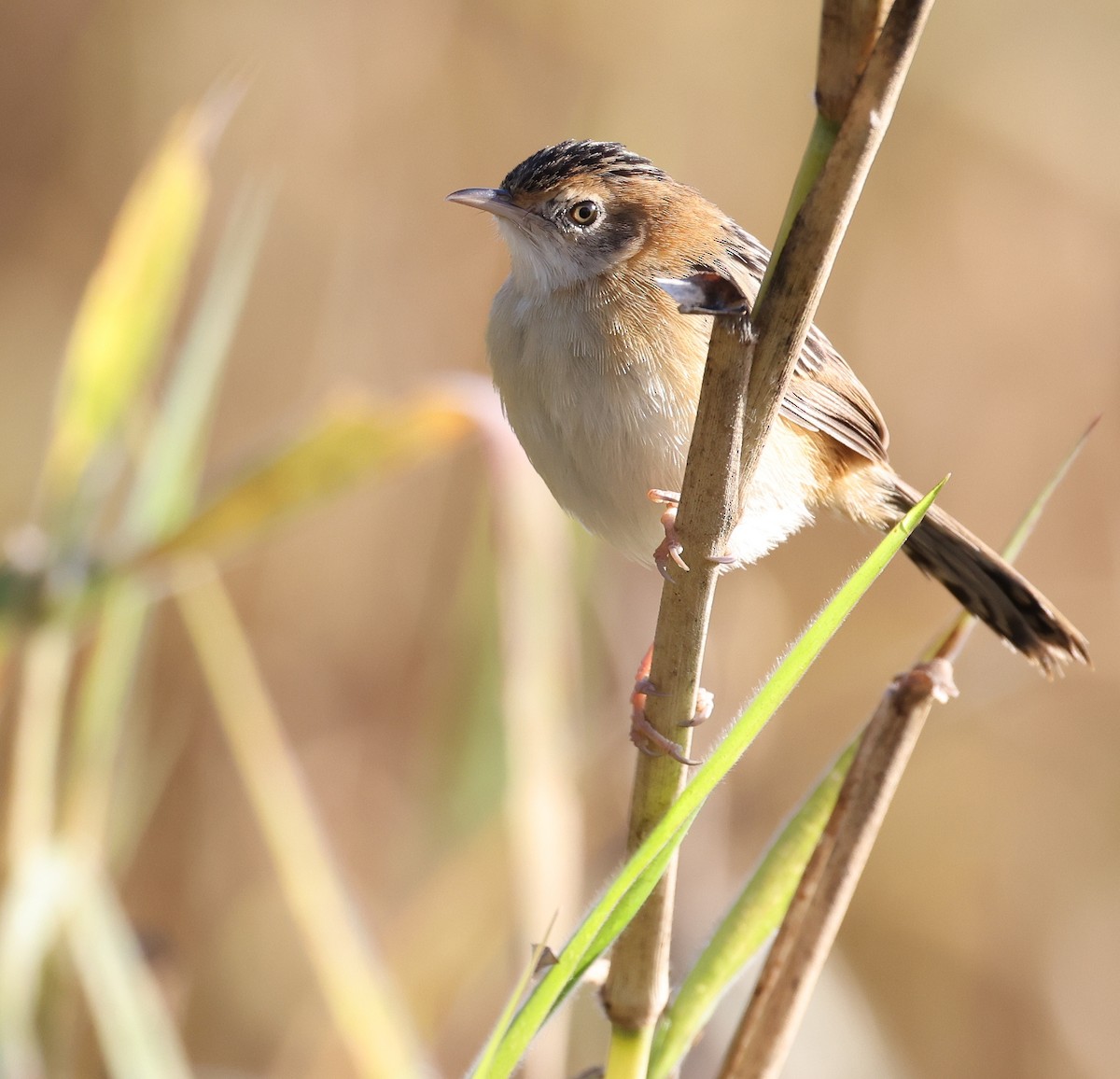 Golden-headed Cisticola - Andy Gee