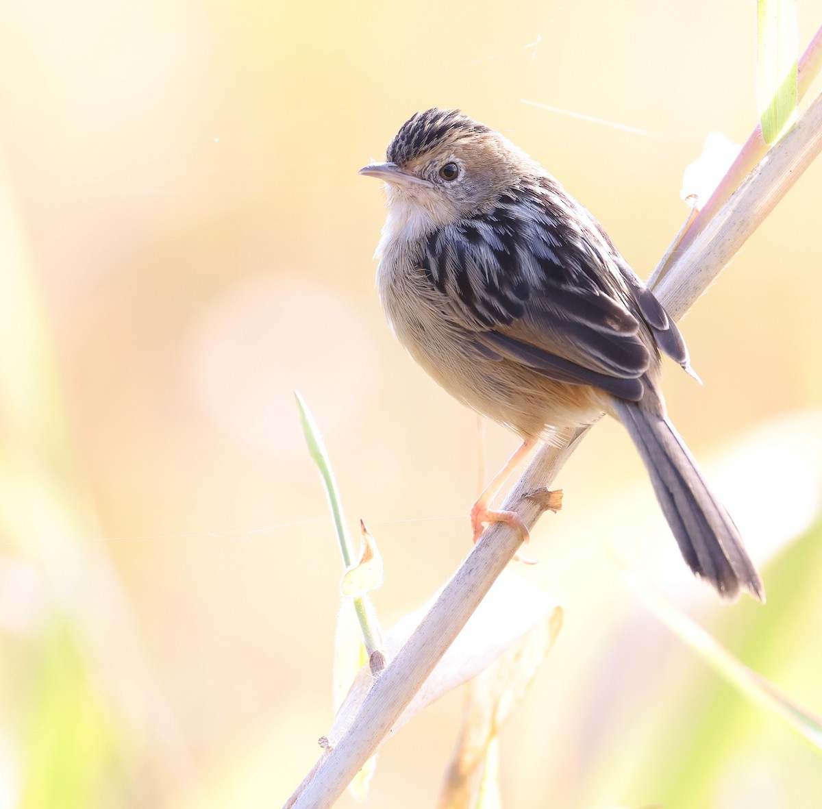 Golden-headed Cisticola - Andy Gee