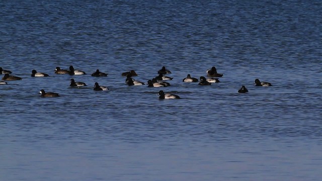 Tufted Duck - ML478394