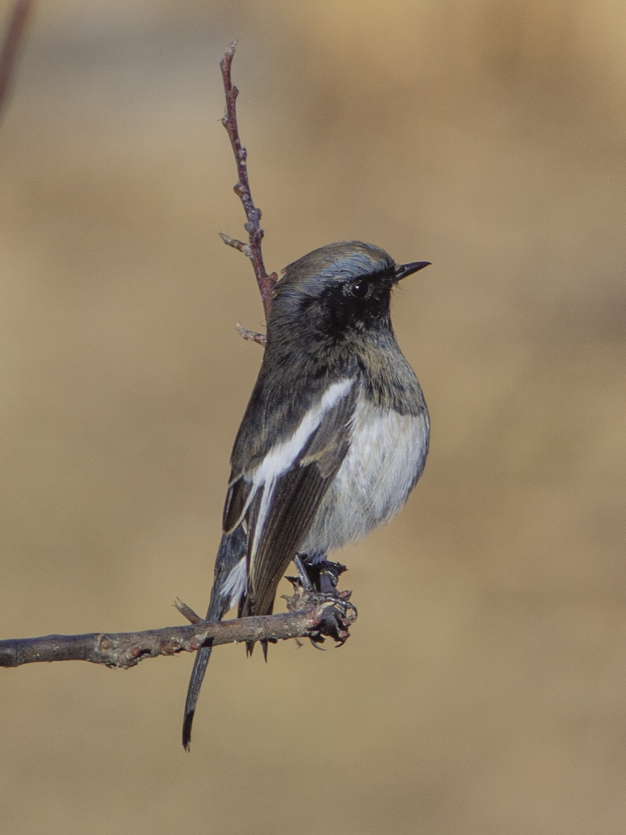 Blue-fronted Redstart - ML478394241