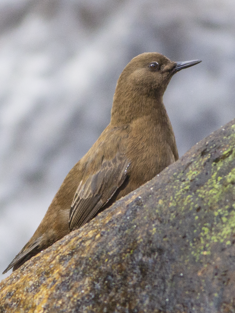 Brown Dipper - ML478394251