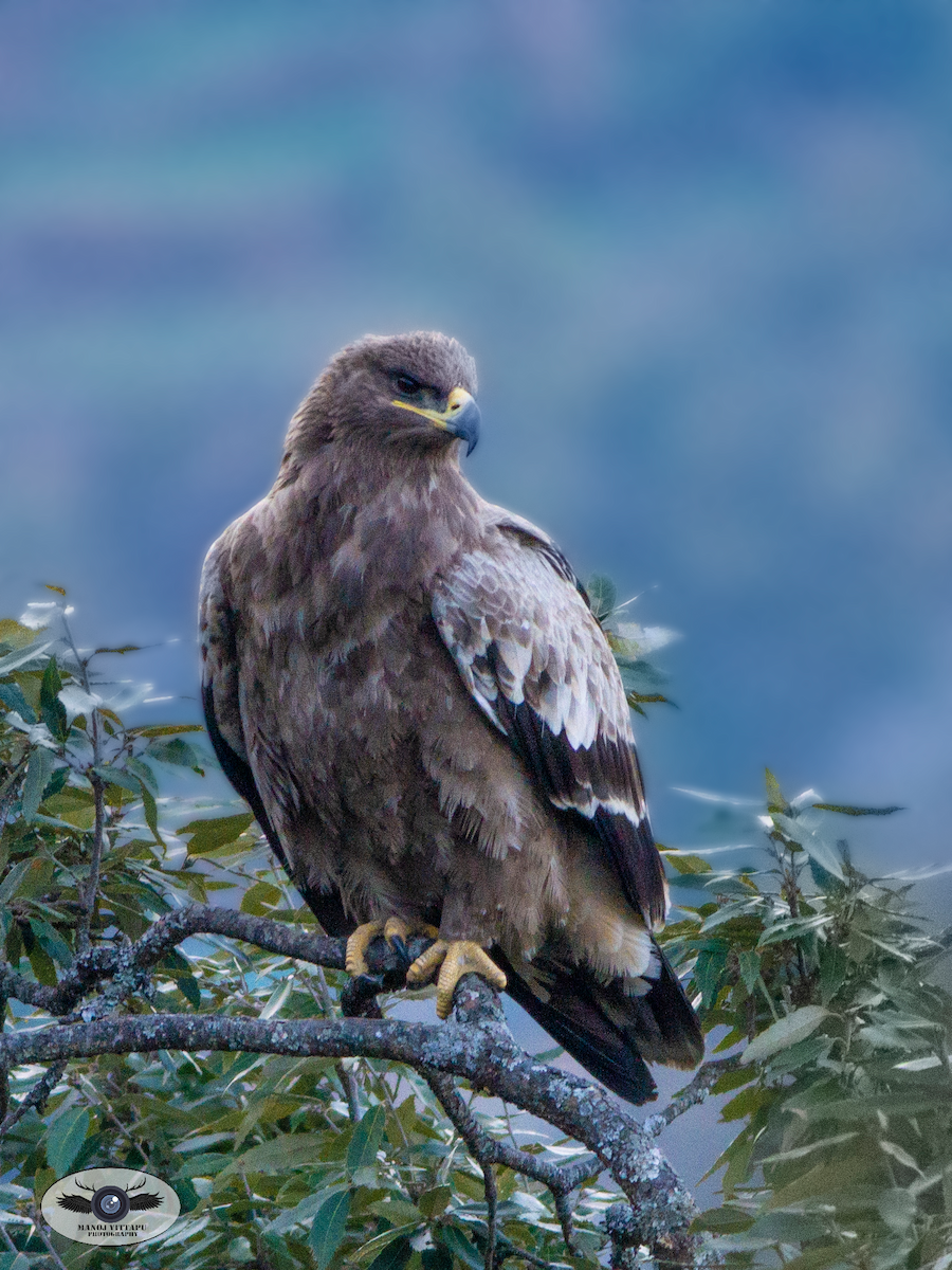 Steppe Eagle - ML478394261