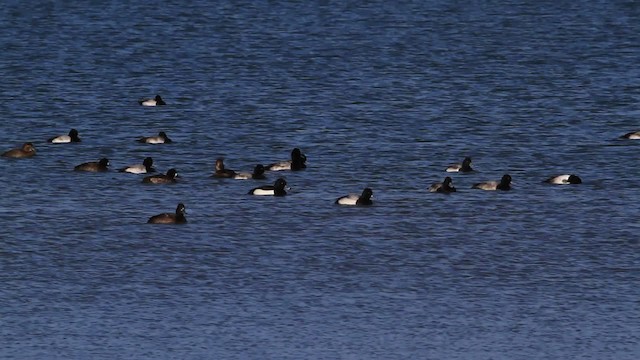 Tufted Duck - ML478395