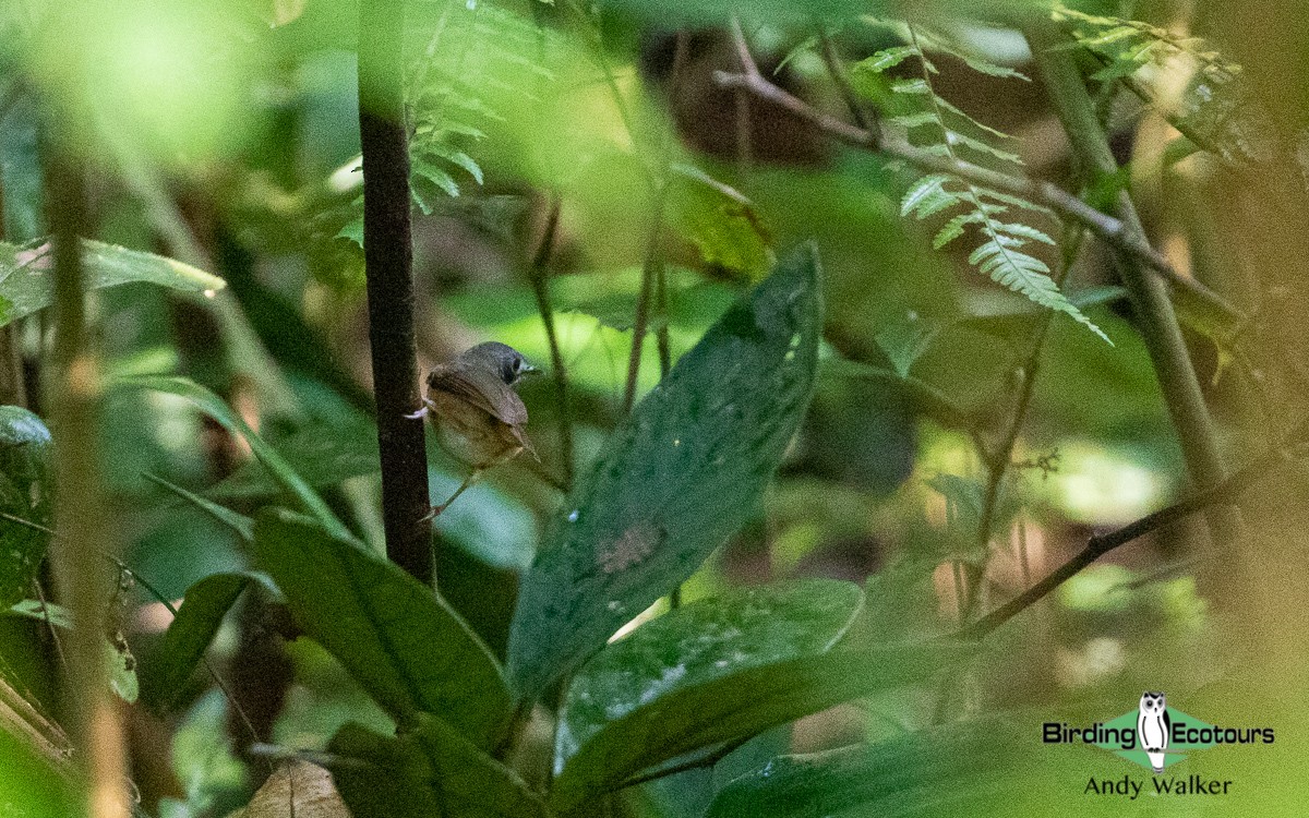 Short-tailed Babbler - Andy Walker - Birding Ecotours