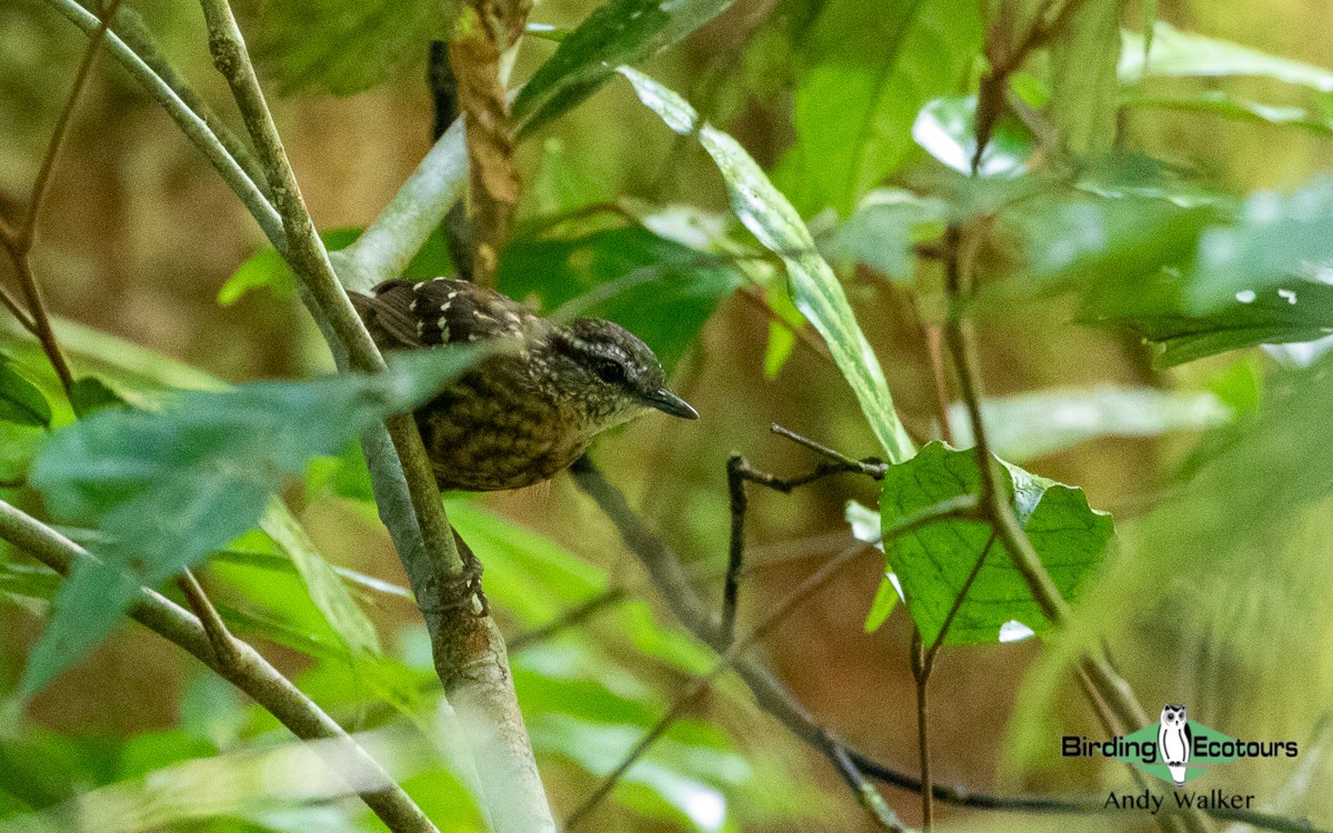 Eyebrowed Wren-Babbler - Andy Walker - Birding Ecotours